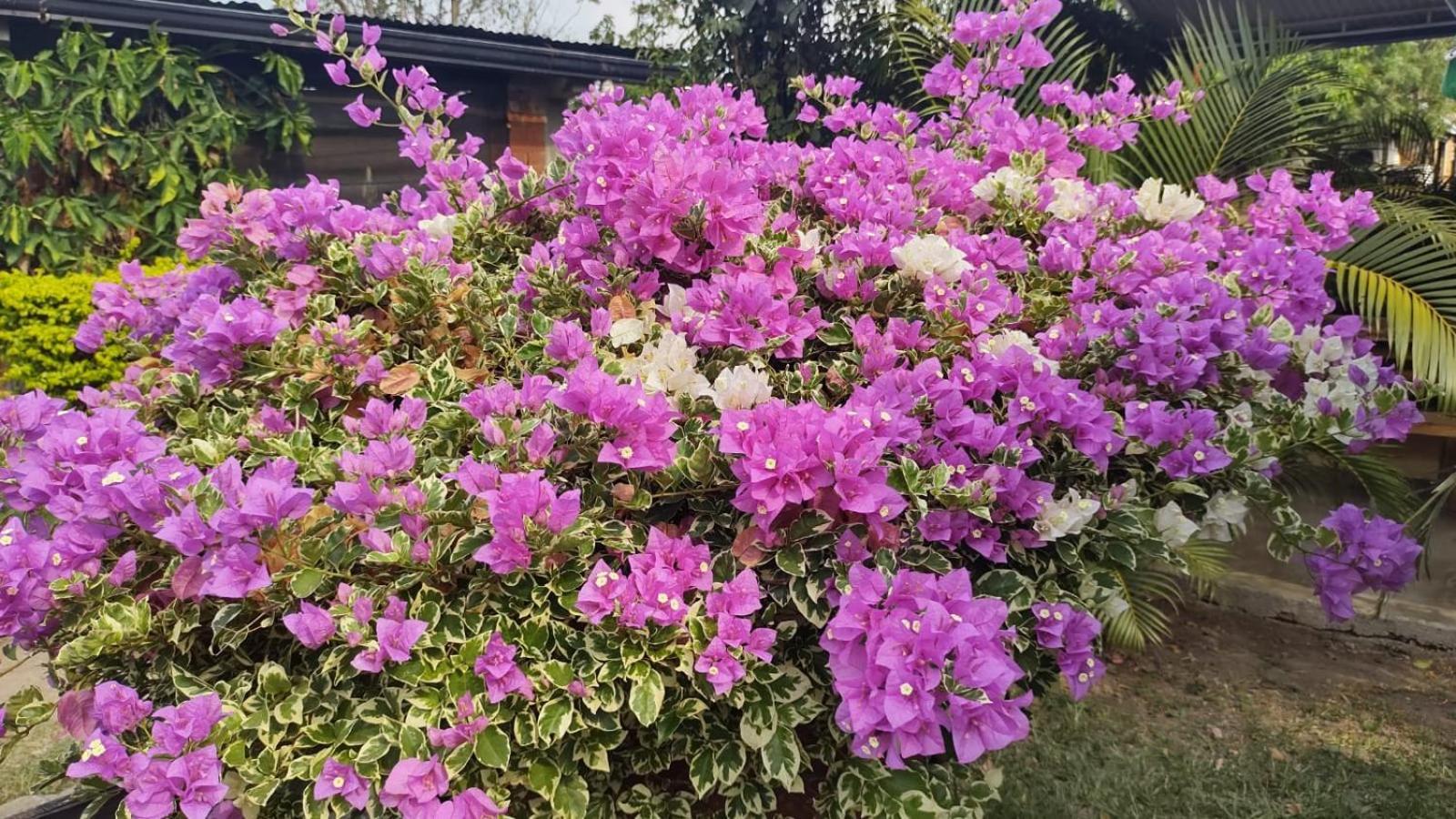 لا ميسا Loma Linda Hotel De Naturaleza المظهر الخارجي الصورة